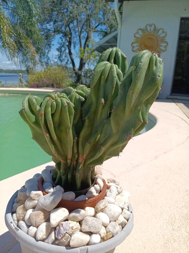 14x9x9" Monstrose Peruvian Apple Cactus Cutting $50 -Ship $15 Or Deltona, Fl Pickup 