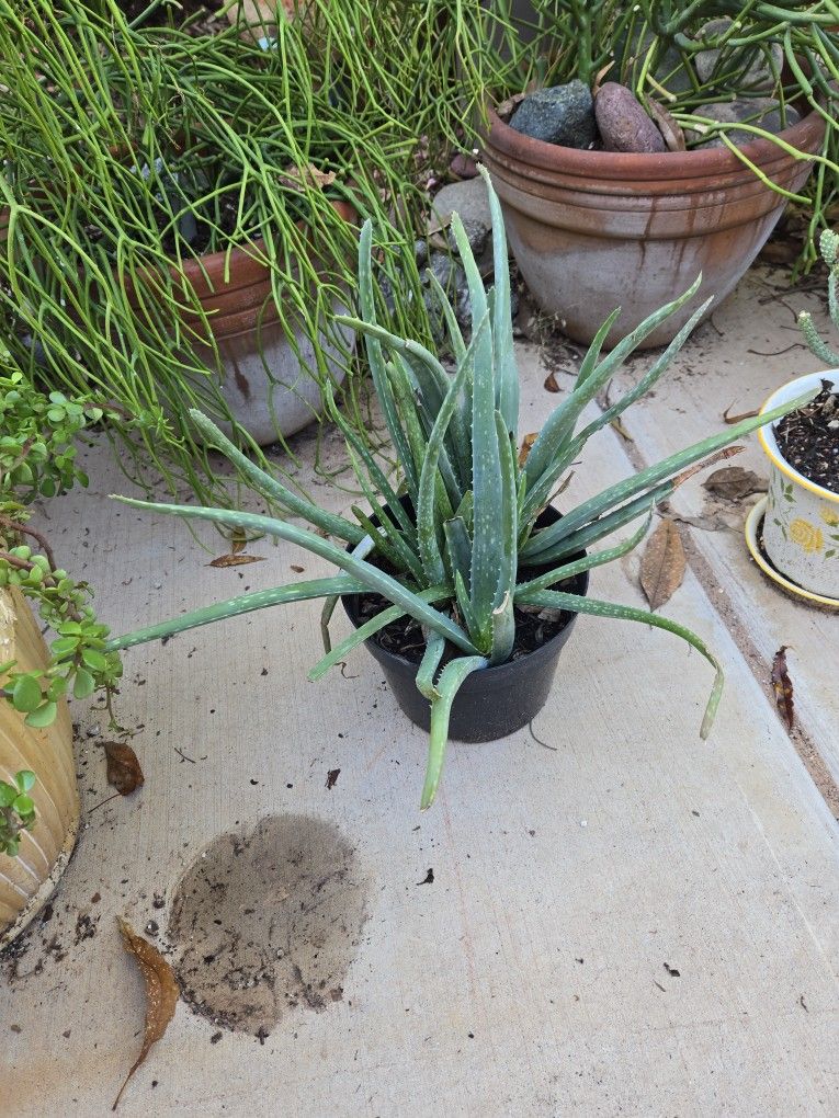 Aloevera Plants In 7in Plastic Pot 