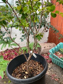 7yr Black Sabara Jaboticaba tree