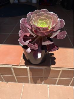 Purple Aeonium Succulent Plant