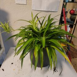 Plants $25. Ea