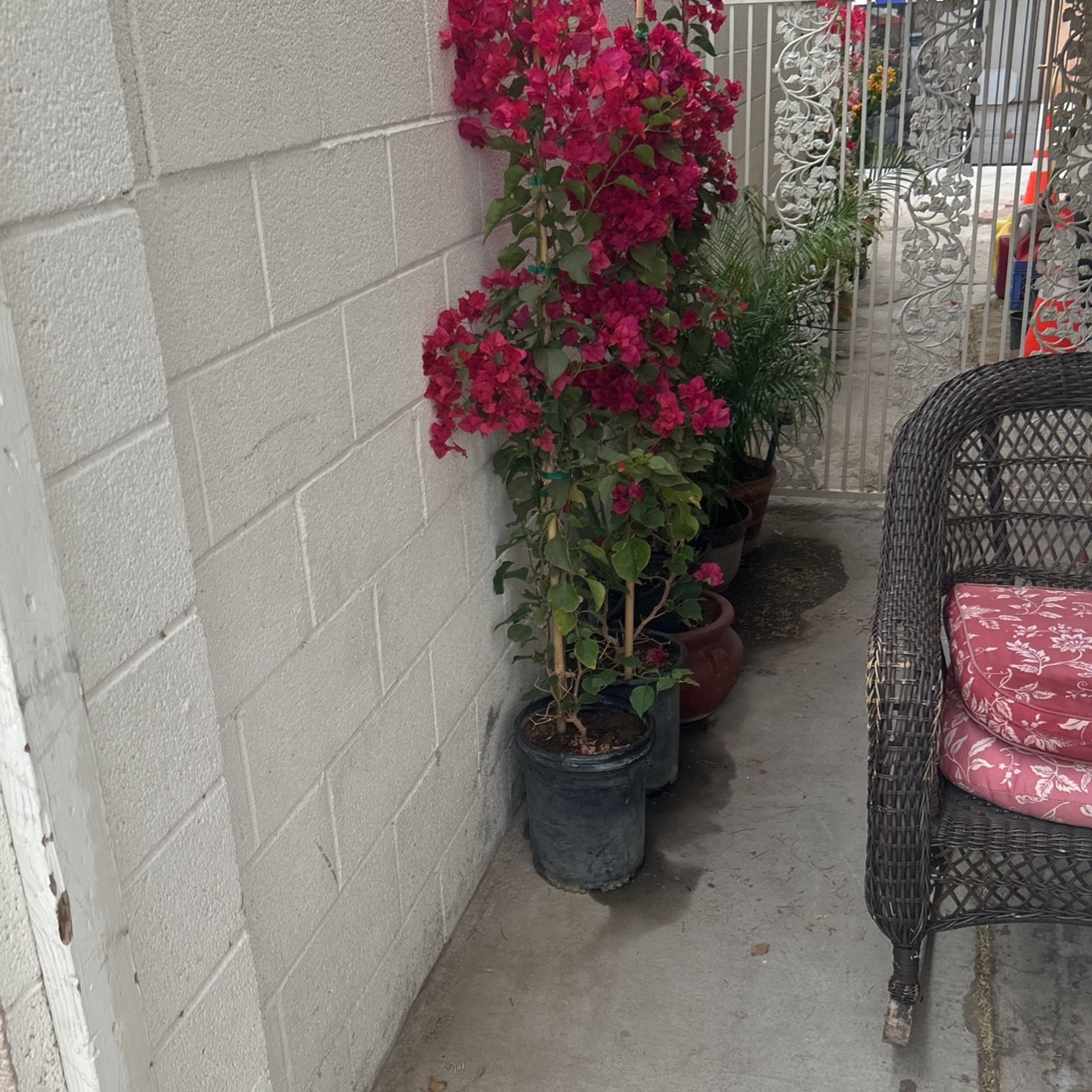 Bougainvillea Plants
