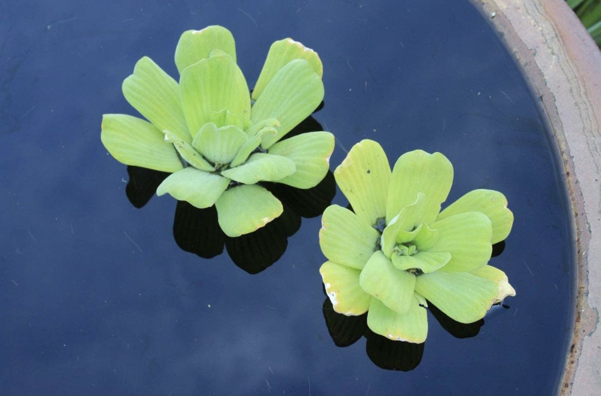 Water Lettuce For Fish Tank Or Pond- 3 For $5