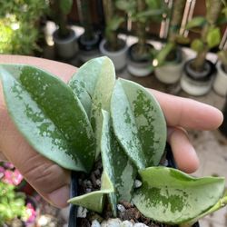 hoya silver moon