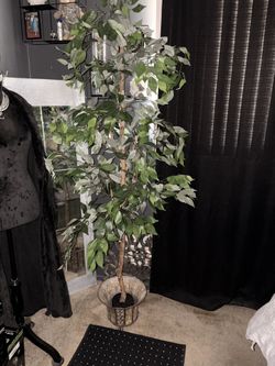 6 Ft Ficus Tree