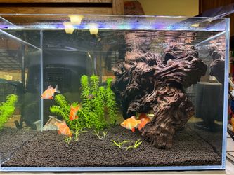 Landen 10 gallon aquarium tank