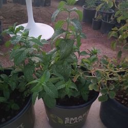 Mint Plants