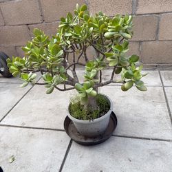 Jade Plant (Crassula ovata)   2ft