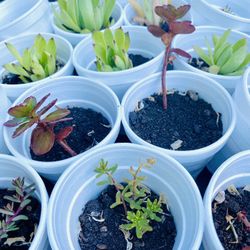 Succulent Plant Starters Starts Indoor Outdoor