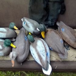 7 Duck Decoys With Tote Bag 