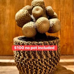 Euphoria Fish Skin Pot Is Not Including 