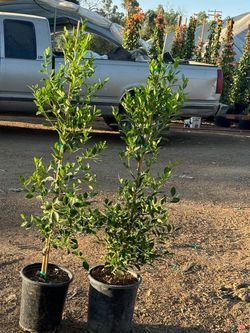 Ficus 5gal