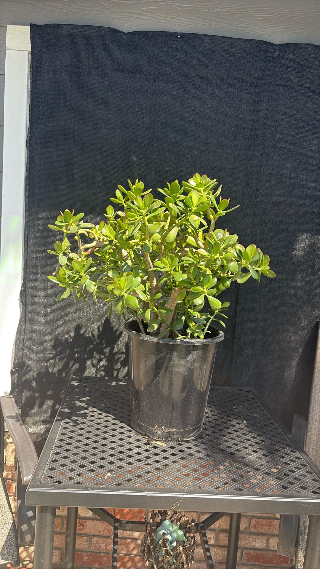 Jade Plant