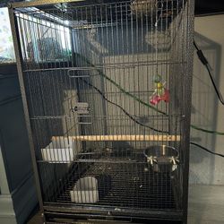 Bird Cage 