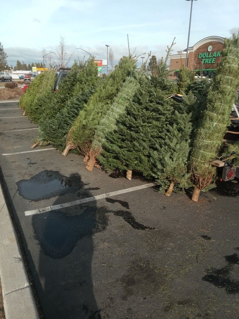 Christmas Trees For Sale Help Support The Veterans Nobels And Doug Firs 