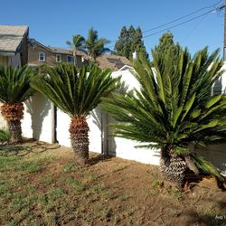 Sego Palm