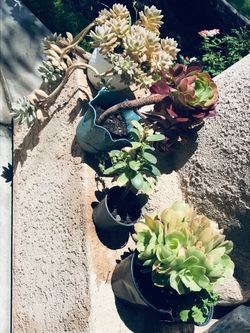 Assorted Potted Succulents