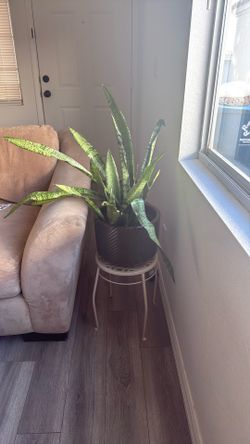 Plant and pots