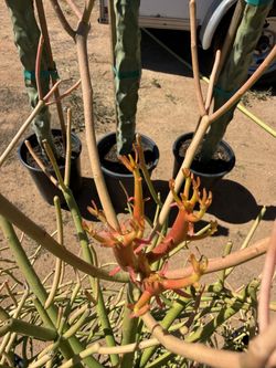 Fire Pencil Cactus