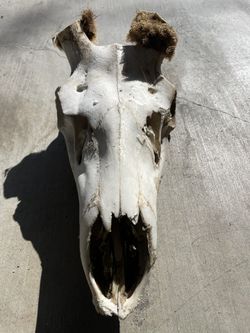Elk Skulls and Elk Hide