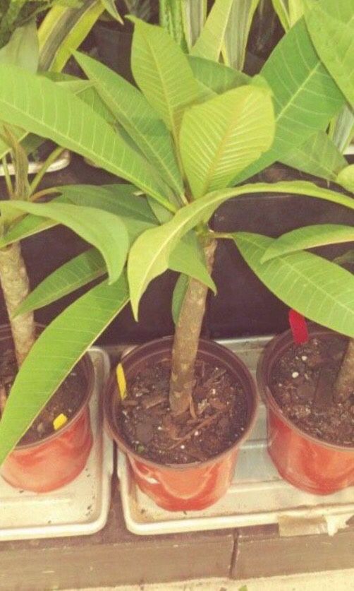  Plumeria Plant In 1Gal Pot Assorted Colors