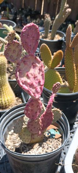 Cactus plant.