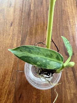 laurus nobilis plant Laurus nobilis