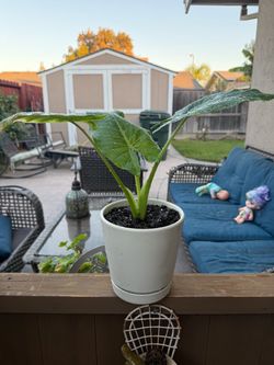 Baby Elephant ear plant
