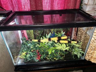 10 Gallon Aquarium Terrarium!