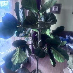 Fake Fig Tree 