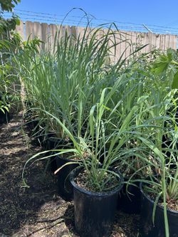 Lemon Grass Plant  / Te De Limon 