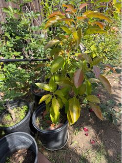 Avocado Qwen