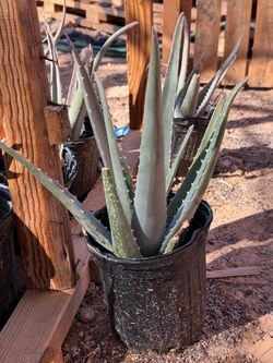 Aloe Vera plants 12 to16 inch’s tall