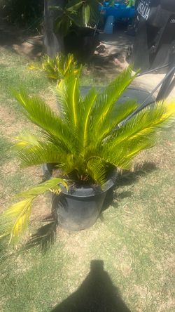 Sago Palm