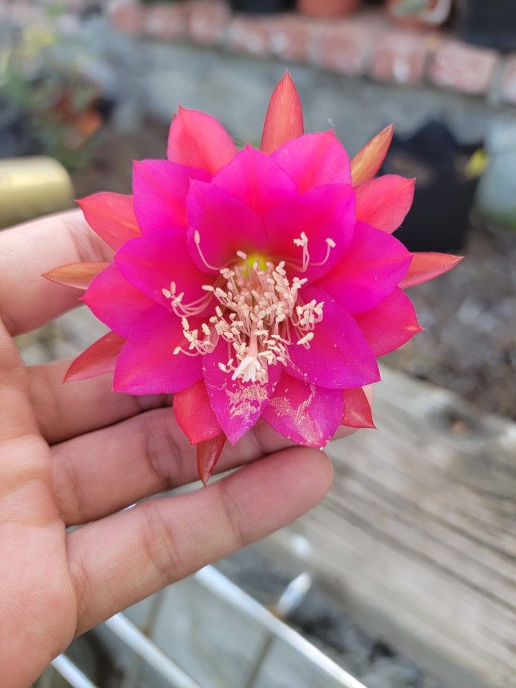 Epiphyllum Harold Knebel