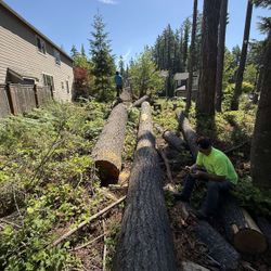 Doug Fir Firewood Lengths