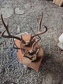 Deer decor