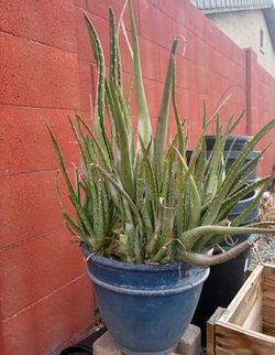 Large pot with aloe Vera