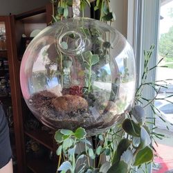 Two Hanging Glass Terrariums With Succulents 