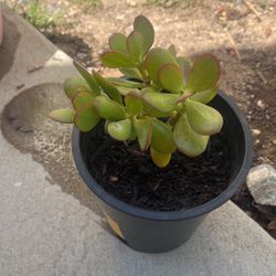 Jade Plant