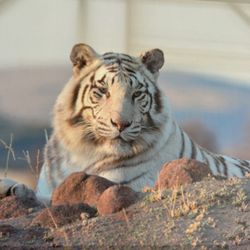 Canvas Picture Of A Beautiful Tiger