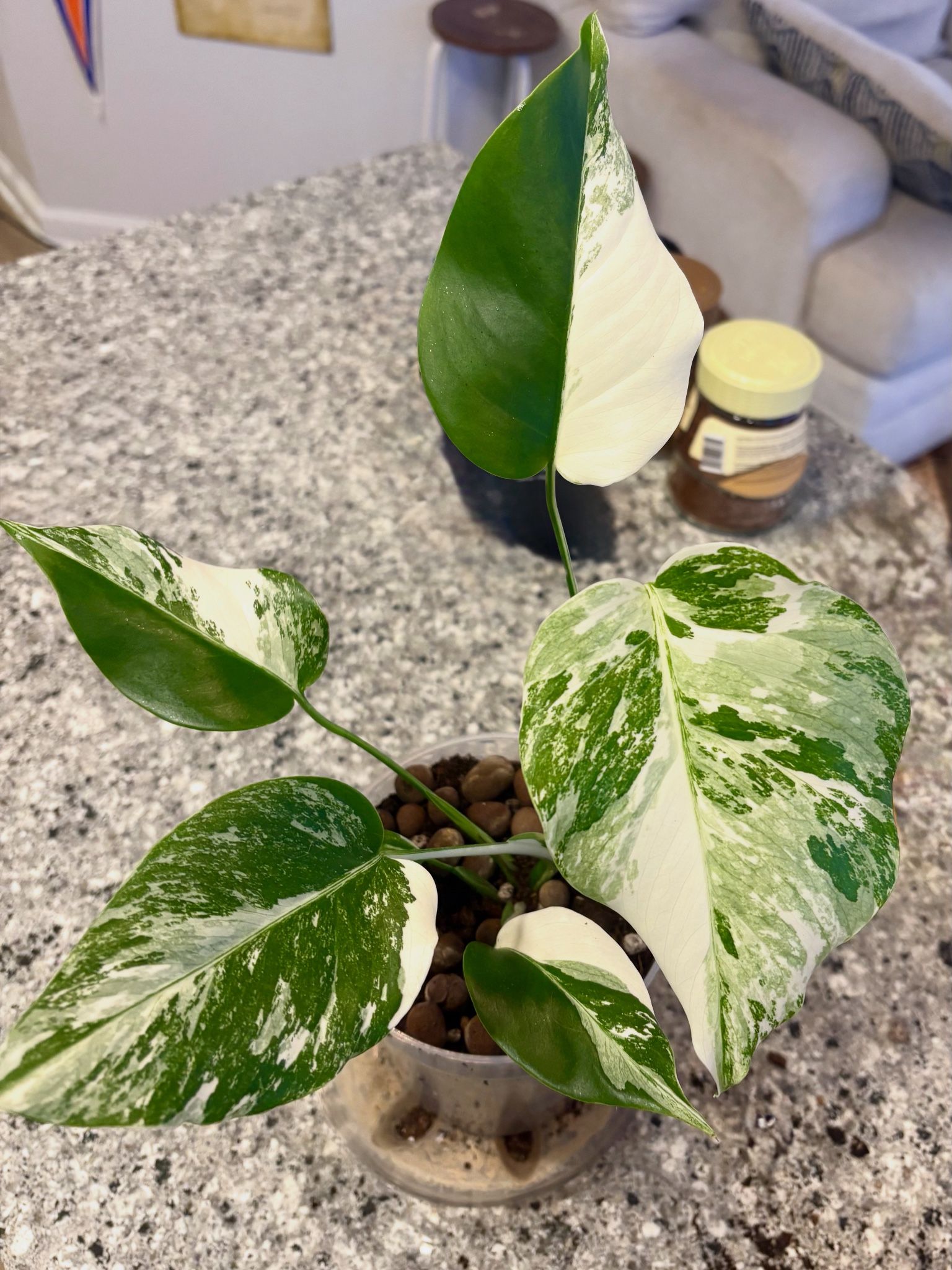 Monstera Albos For Sale