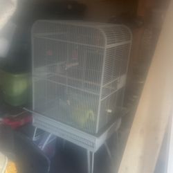 Bird Cage 