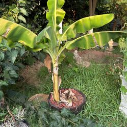 Banana Tree 