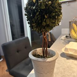 Pier 1 Topiary Plant