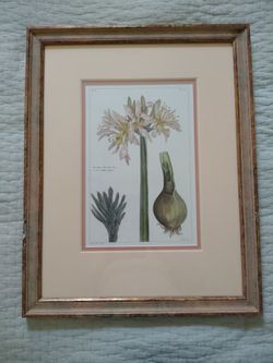 Ethan Allen Botanical Print Pancratium Illyricum Framed Floral Wall Art Vintage