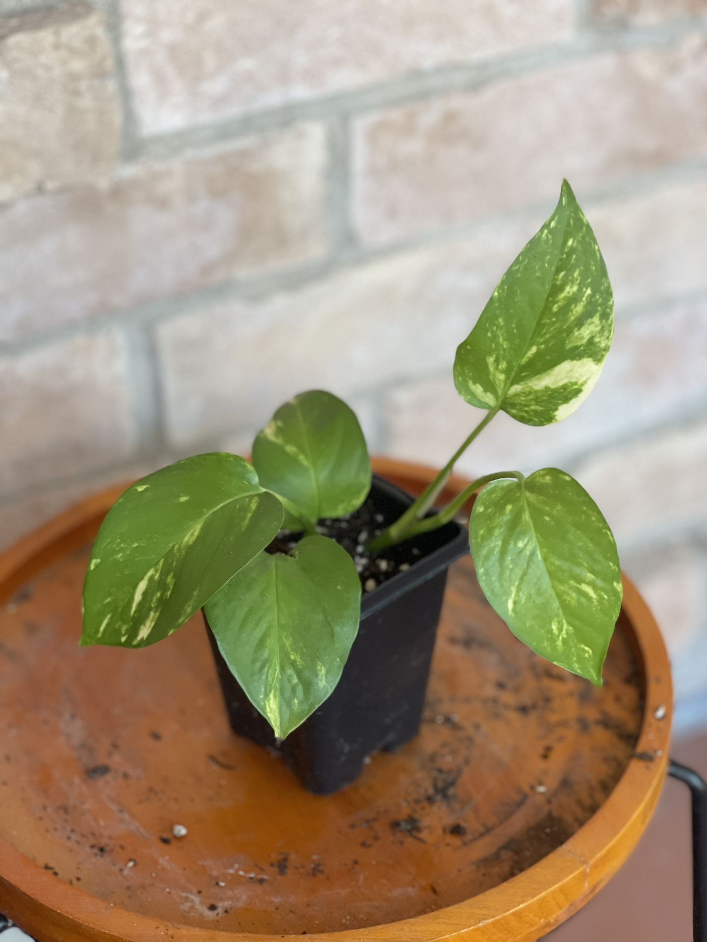 Golden Pothos