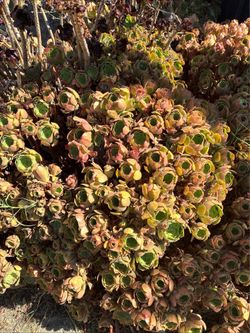 Succulents