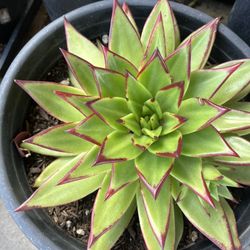 Beautiful Lipstick 💄 Succulents 