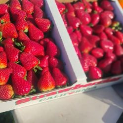 Helloo We Have Already Your Fresh Strawberries 🍓🍓🍓